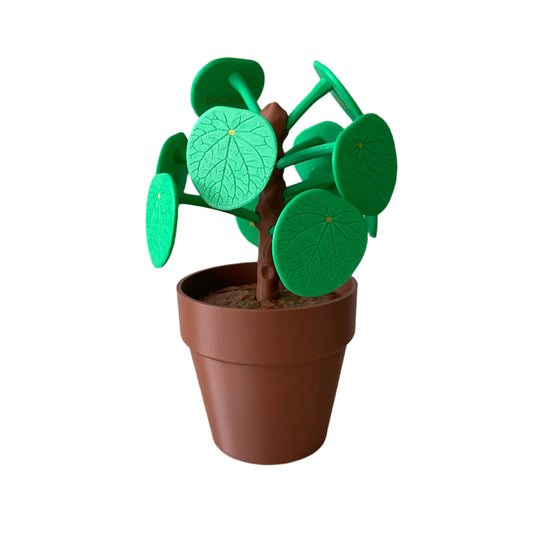 Pilea Plant Food Picker - Dinner Decider Plant with Magnetic Leaves (Chinese Money Plant)