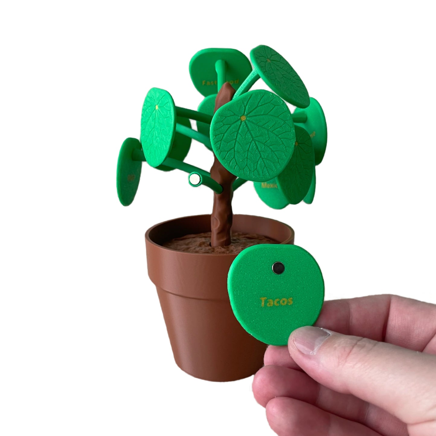 Pilea Plant Food Picker - Dinner Decider Plant with Magnetic Leaves (Chinese Money Plant)