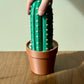 Cactus Chess Set – Roll-up Cactus Themed 3D-Printed Chess Board