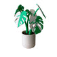 Monstera – Coaster Plant w/ Magnetic Leaves
