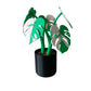 Monstera – Coaster Plant w/ Magnetic Leaves